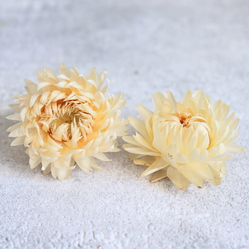 Sušená slaměnka květ bílá – dekorace pro květinová aranžmá a DIY projekty